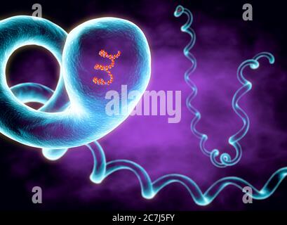 Illustration von Leptospira interrogans, zeigt ein eng gewickeltes, hoch bewegliches Spirochaete-Bakterium. Pathogene Serotypen von L. interrogans verursachen die Krankheit Leptospirose beim Menschen, gekennzeichnet durch Fieber, Erbrechen, Konjunktivitis und Muskelschmerzen. Gelbsucht und Nierenversagen kann in der schweren Form der Infektion als weil-Krankheit bekannt auftreten. Nagetiere sind die Hauptträger, auch Hunde und Nutztiere: Bauern, Kläger und Tierärzte. Penicillin ist das Antibiotikum der Wahl für die Behandlung. Stockfoto