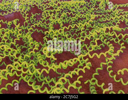 Illustration von Leptospira interrogans, zeigt ein eng gewickeltes, hoch bewegliches Spirochaete-Bakterium. Pathogene Serotypen von L. interrogans verursachen die Krankheit Leptospirose beim Menschen, gekennzeichnet durch Fieber, Erbrechen, Konjunktivitis und Muskelschmerzen. Gelbsucht und Nierenversagen kann in der schweren Form der Infektion als weil-Krankheit bekannt auftreten. Nagetiere sind die Hauptträger, auch Hunde und Nutztiere: Bauern, Kläger und Tierärzte. Penicillin ist das Antibiotikum der Wahl für die Behandlung. Stockfoto