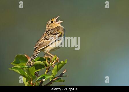 Grasshopper Sperling singen Stockfoto