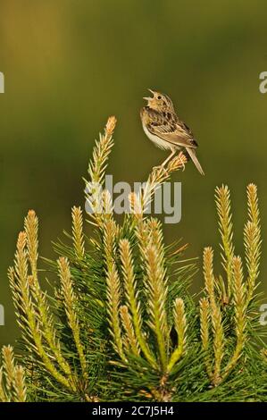 Grasshopper Sperling singen Stockfoto