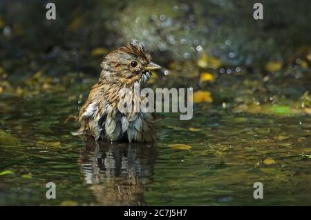 Lincoln Sperling Baden in flachen Teich Stockfoto