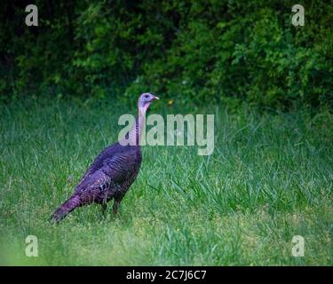 Wilde türkei im Hinterhof am Ostersonntag. Stockfoto