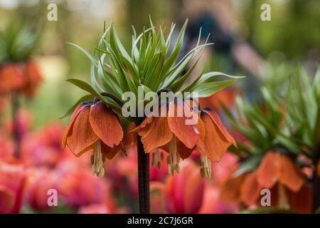 Selektiver Fokus Aufnahme einer schönen Krone kaiserlichen Blume mit Unscharfer Hintergrund Stockfoto