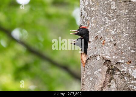 Schwarzspecht (Dryocopus martius), zwei Bettelküken in einer Bruthöhle in einer alten Buche, Seitenansicht, Deutschland, Bayern, Kesselseemoore Stockfoto