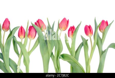 Tulpenreihe auf weißem Hintergrund Stockfoto