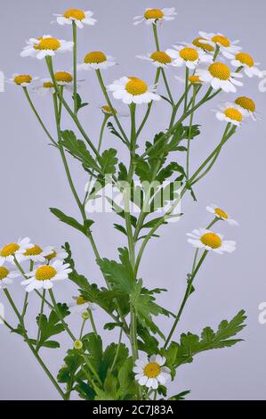 Featherfew, Mutterkraut, Feder-Blatt Rainfarn (Tanacetum Parthenium, Chrysanthemum Parthenium) blühen, Deutschland Stockfoto