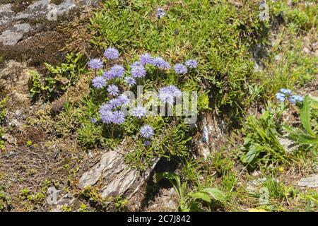 Globenblumenkerse (Globularia nudicaulis), blühend, Österreich, Kärnten, Nationalpark hohe Tauern Stockfoto