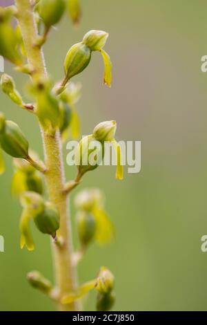 Gewöhnliche Zweiblatt, Zweiblatt-Eierblatt-Zweiblatt (Neottia ovata, Listera ovata), Blumen, Niederlande, Frisien Stockfoto