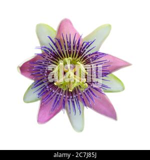 Passiflora Blume auf weißem Hintergrund Stockfoto