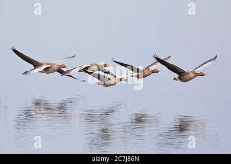 Graugans (Anser anser), Truppe fliegend nahe der Wasseroberfläche, Seitenansicht, Deutschland, Bayern Stockfoto