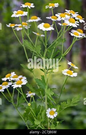 Featherfew, Mutterkraut, Feder-Blatt Rainfarn (Tanacetum Parthenium, Chrysanthemum Parthenium) blühen, Deutschland Stockfoto