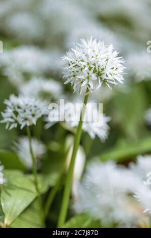 Ramson, Buckrams, Bärlauch, breitblättriger Knoblauch, Holzknoblauchzehen, Bärlauch, Bärlauch (Allium ursinum), blühend, Deutschland, Bayern Stockfoto