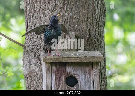 Gemeiner Star (Sturnus vulgaris), männlicher Gesang auf dem Dach des Nistkastens, Vorderansicht, Deutschland, Bayern Stockfoto