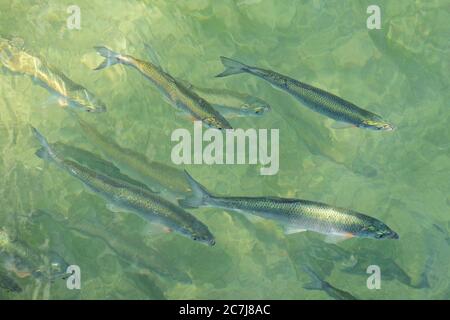 Donaudüster, Donaudüster, Shemaya (Chalcalburnus chalcoides mento), Laichwanderung, Deutschland, Bayern Stockfoto