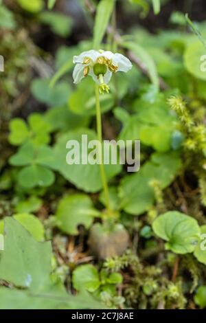 Einblühige Pyrola, Waldnymphe, einblühige Wintergrün, Einblütige, Wachsblume (Moneses uniflora), blühend, Österreich, Kärnten, Nationalpark hohe Tauern Stockfoto