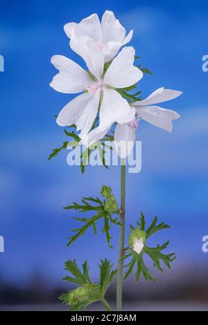 Moschusmalve, Moschuskäseweed (Malva moschata), mit weißen Blüten, Deutschland, Bayern Stockfoto