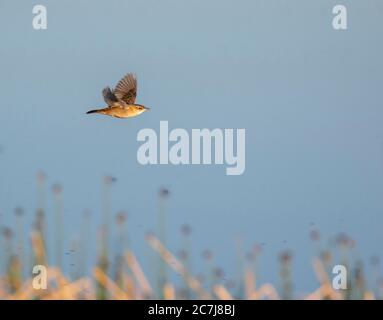 Pallas' Grashüpfer-Waldsänger (Locustella certhiola), im Flug, Seitenansicht, Mongolei Stockfoto