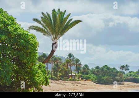 Palmen am Sunset Beach auf Oahu, North Shore, Hawaiian Island, USA, Hawaii, Oahu Stockfoto