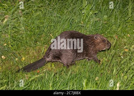 Eurasischer Biber, Europäischer Biber (Rizinusfaser), Jungtier am Futter auf einer Wiese, Deutschland, Bayern Stockfoto