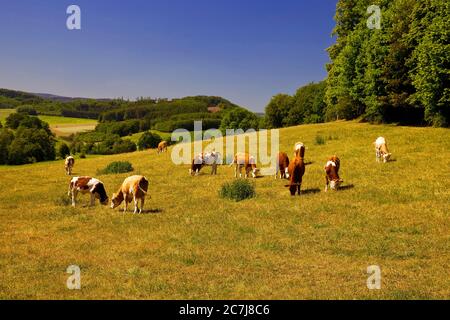 Hausrinder (Bos primigenius f. taurus), Weidetiere auf einem Futterplatz im Mittelgebirge, Deutschland, Nordrhein-Westfalen, Sauerland, Sundern Stockfoto