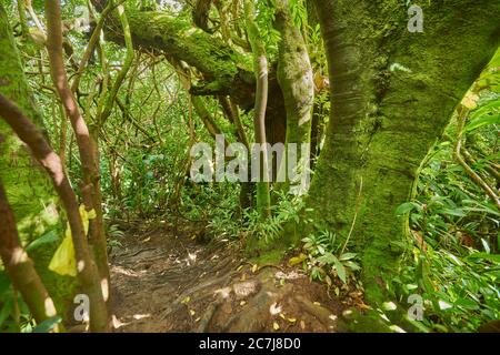 Regenwald am Lulumahu-Pfad zu den Lulumahu-Fällen, USA, Hawaii, Oahu, Honolulu Watershed Forest Reserve Stockfoto