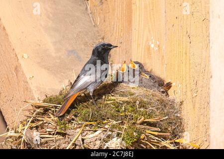 Schwarzrotstart (Phoenicurus ochruros), Männchen am Nest mit bettelenden Küken in einer alten Scheune, Deutschland, Bayern, Isental Stockfoto