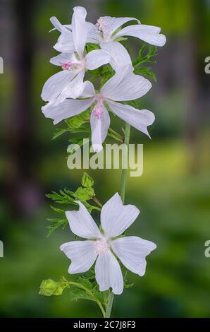 Moschusmalve, Moschuskäseweed (Malva moschata), Blumen, Deutschland, Bayern Stockfoto