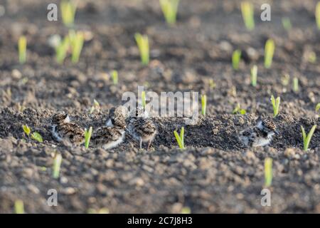 nördlicher Kiebitz (Vanellus vanellus), gerade vier Küken auf einem Maisacre geschlüpft, Deutschland, Bayern, Erdinger Moos Stockfoto