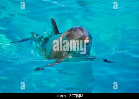 Flaschennasendelfin, Gemeiner Flaschennasendelfin (Tursiops trunkatus), schwimmen Sie in einem Delfinarium, Vorderansicht Stockfoto