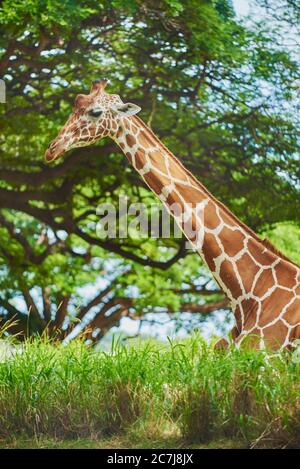 Netzgiraffe (Giraffa camelopardalis reticulata), auf dem Boden in der Savanne ruhend, Seitenansicht, Afrika Stockfoto