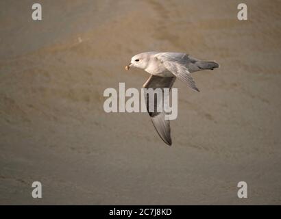 Nördlicher Eisfulmar, arktischer Eisfulmar (Fulmarus glacialis), im Flug über dem Ozean, Norwegen, Spitzbergen Stockfoto