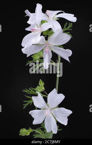 Moschusmalve, Moschuskäseweed (Malva moschata), mit weißen Blüten auf schwarzem Hintergrund, Deutschland, Bayern Stockfoto