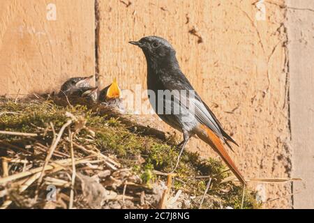 Schwarzrotstart (Phoenicurus ochruros), Männchen am Nest mit bettelenden Küken in einer alten Scheune, Deutschland, Bayern, Isental Stockfoto
