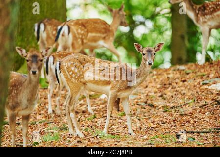 Damhirsch (Dama dama, Cervus dama), Gruppe von Hirschen im Wald, Deutschland, Bayern Stockfoto