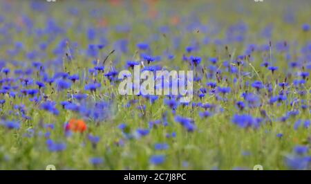 blaubottle, Kornblume (Centaurea cyanus), blühend auf einem Feld, Deutschland, Bayern, Isental Stockfoto