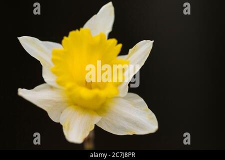 Narzissen (Narcissus pseudonarcissus), Blume vor schwarzem Hintergrund, Deutschland Stockfoto