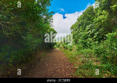 Regenwald am Lulumahu-Pfad zu den Lulumahu-Fällen, USA, Hawaii, Oahu, Honolulu Watershed Forest Reserve Stockfoto