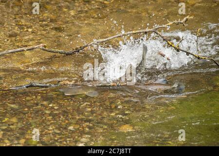 Teichkeul (Leuciscus cephalus), Laichgewässer, Deutschland, Bayern Stockfoto