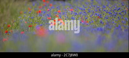 blaubottle, Kornblume (Centaurea cyanus), blüht auf einem Feld mit poppys, Deutschland, Bayern, Isental Stockfoto