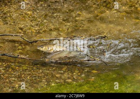 Teichkeul (Leuciscus cephalus), Laichgewässer, Deutschland, Bayern Stockfoto