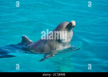 Flaschennasendelfin, Gemeiner Flaschennasendelfin (Tursiops trunkatus), schwimmen Sie in einem Delfinarium, Seitenansicht Stockfoto