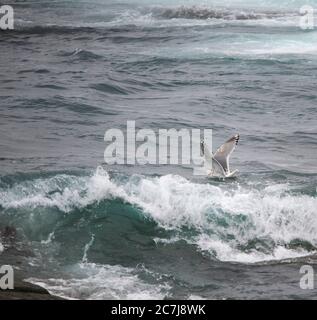 Thayer-Möwe (Larus thayeri), schwimmend in der rauen Brandung mit ausgestreckten Flügeln, Seitenansicht, Spanien Stockfoto