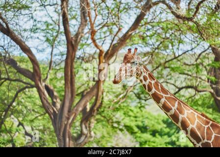 Netzgiraffe (Giraffa camelopardalis reticulata), in der Savanne stehend, Porträt, Afrika Stockfoto