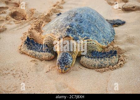 Grüne Schildkröte, Steinschildkröte, Fleischschildkröte (Chelonia mydas), am Strand gelegen, USA, Hawaii, Oahu, Laniakea Beach Stockfoto