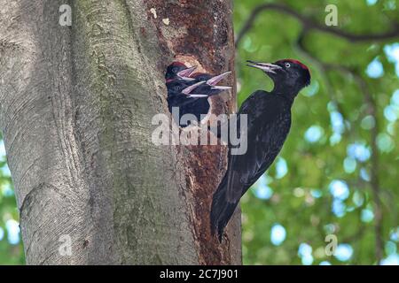 Schwarzspecht (Dryocopus martius), männliche Futtermittel bettelnde Jungvögel im Nistloch in einer alten Buche, Seitenansicht, Deutschland, Bayern, Isental Stockfoto