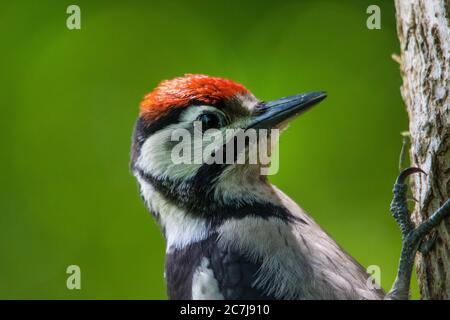 Buntspecht (Picoides major, Dendrocopos major), junger Buntspecht, Porträt, Schweiz, Sankt Gallen Stockfoto