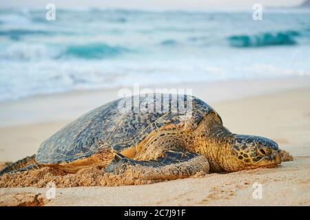 Grüne Schildkröte, Steinschildkröte, Fleischschildkröte (Chelonia mydas), am Strand gelegen, USA, Hawaii, Oahu, Laniakea Beach Stockfoto