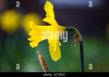 Spanisch daffodil (Narcissus pseudonarcissus subsp. Major), Blume, Niederlande, Frisien Stockfoto