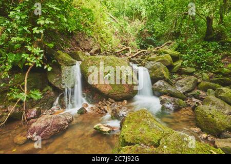 Strom in einem Regenwald am Lulumahu-Pfad zu den Lulumahu-Fällen, USA, Hawaii, Oahu, Honolulu Wasserscheide Waldreservat Stockfoto