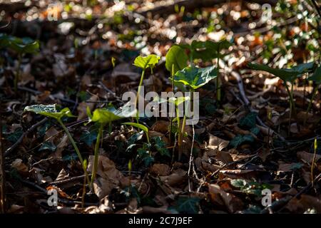 Getupfter Arum, Blätter, Stockfoto